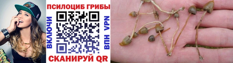 Купить закладки  Бакал  Псилоцибиновые грибы Psilocybine cubensis 